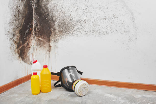 Best Post-Flood Mold Remediation in Averill Park, NY