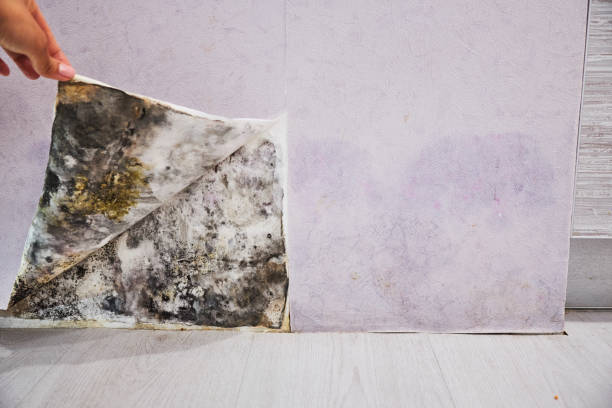 Best Basement Mold Remediation in Averill Park, NY